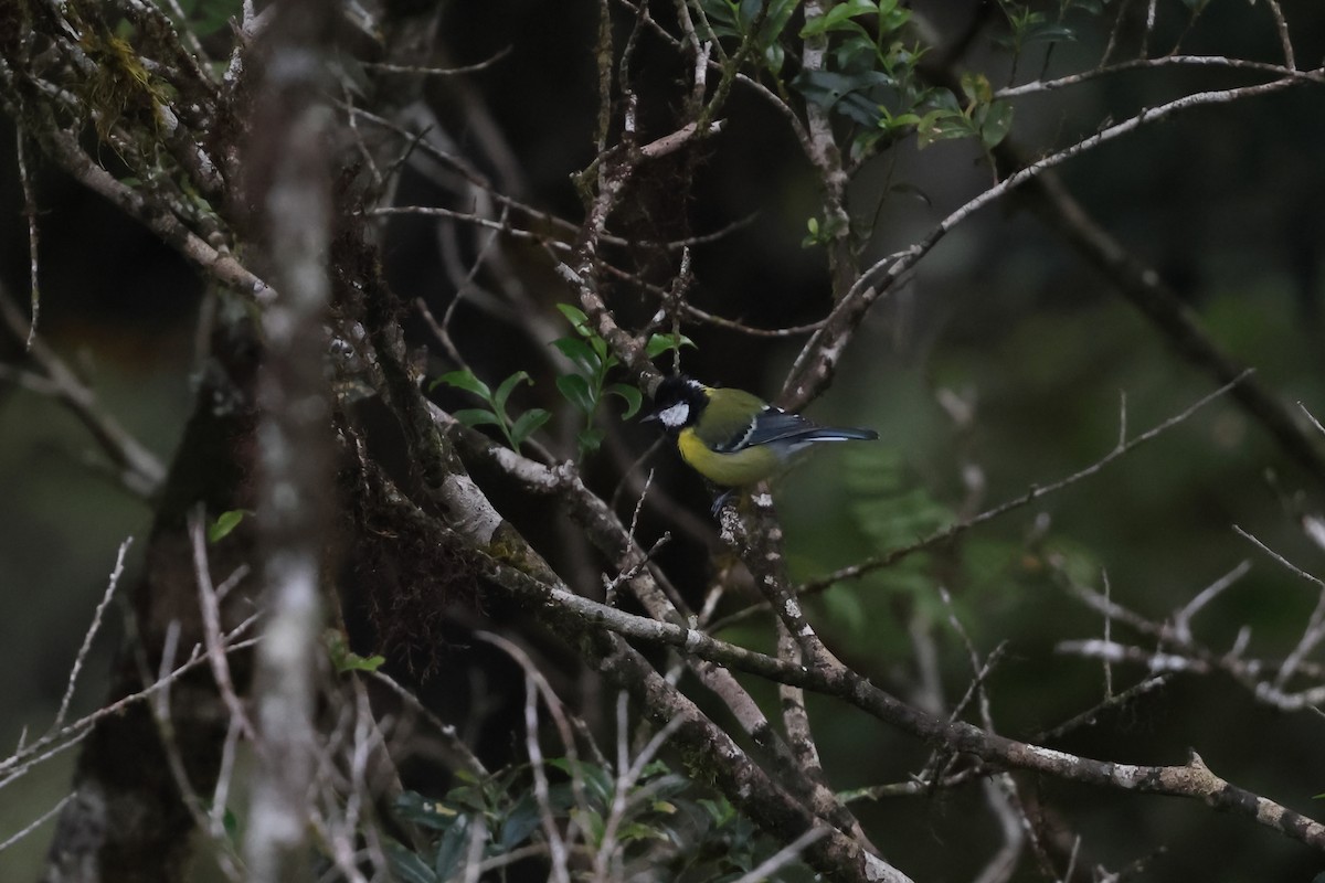 grønnryggmeis - ML641282476