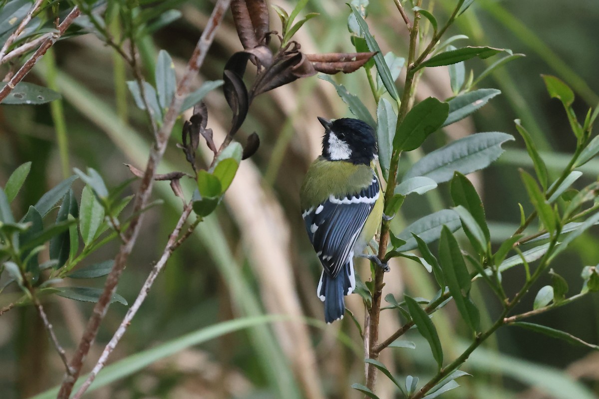 grønnryggmeis - ML641282477