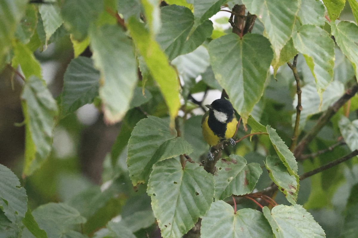 grønnryggmeis - ML641282478