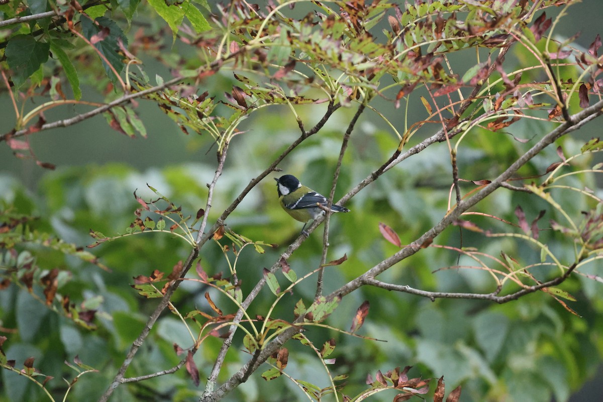 grønnryggmeis - ML641282479