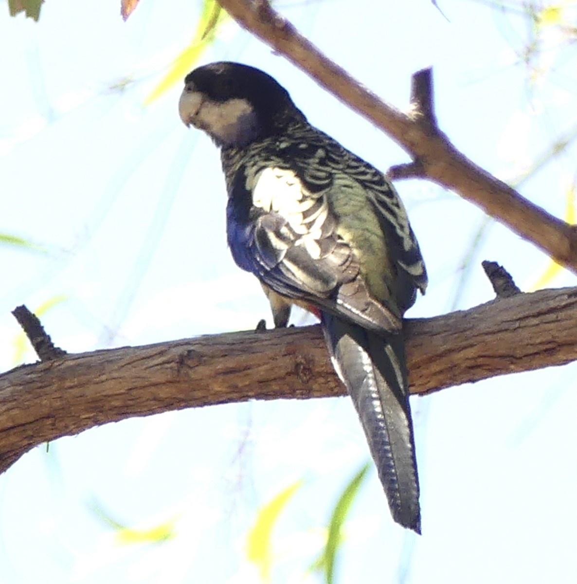 Northern Rosella - ML641282481