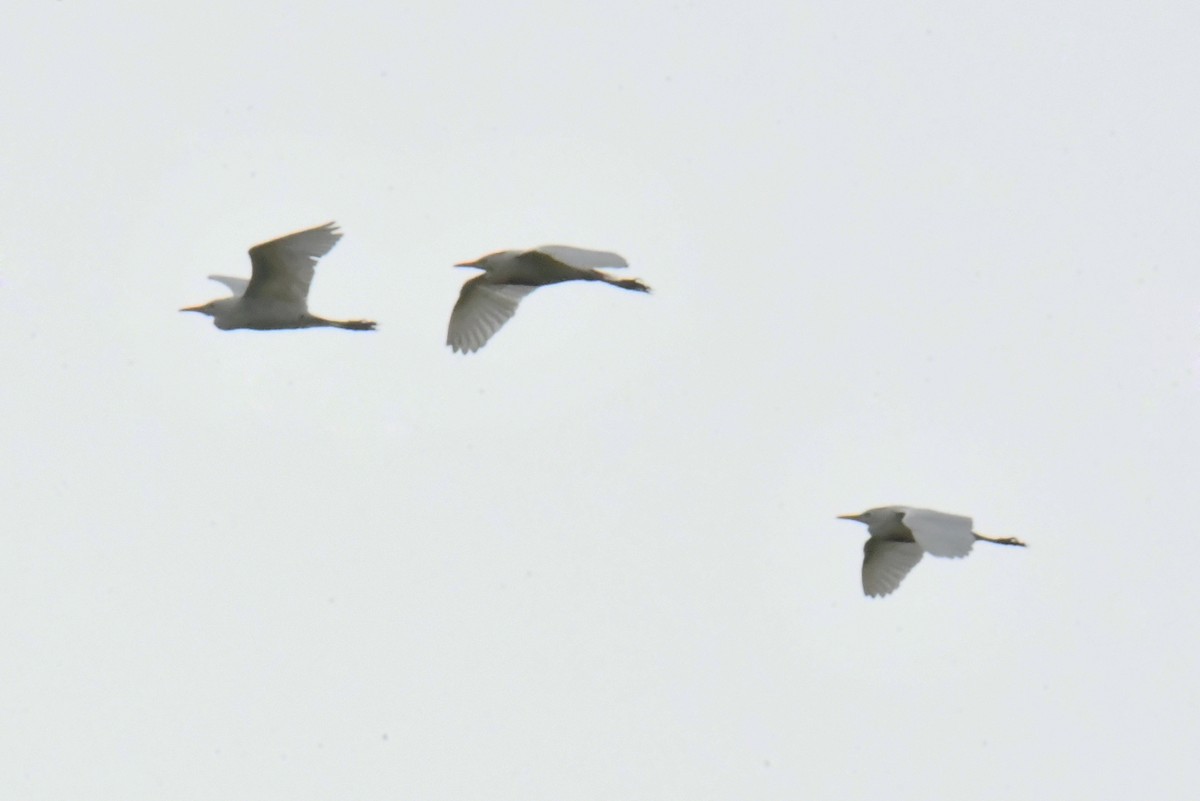 Yellow-billed Egret - ML641282503