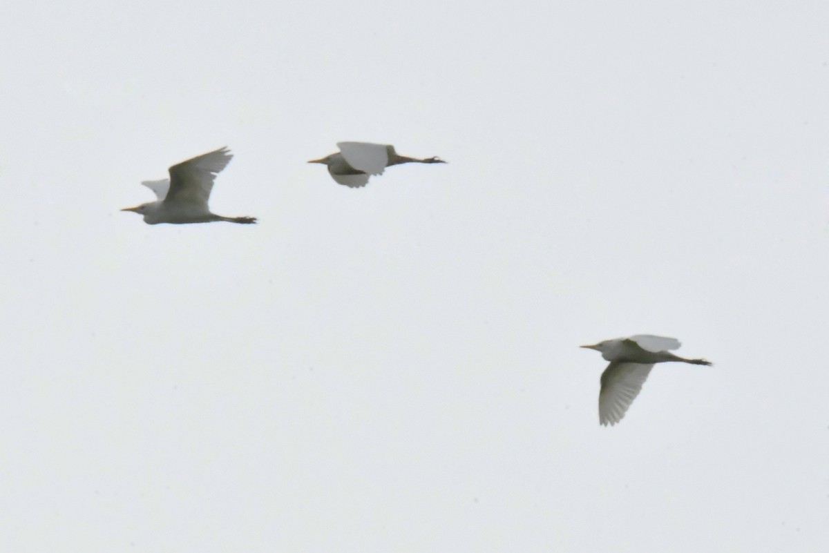 Yellow-billed Egret - ML641282504
