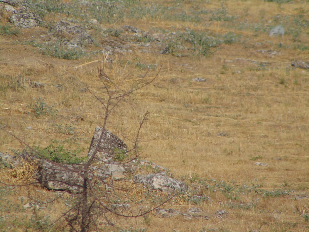Eastern Black-eared Wheatear - ML641282507