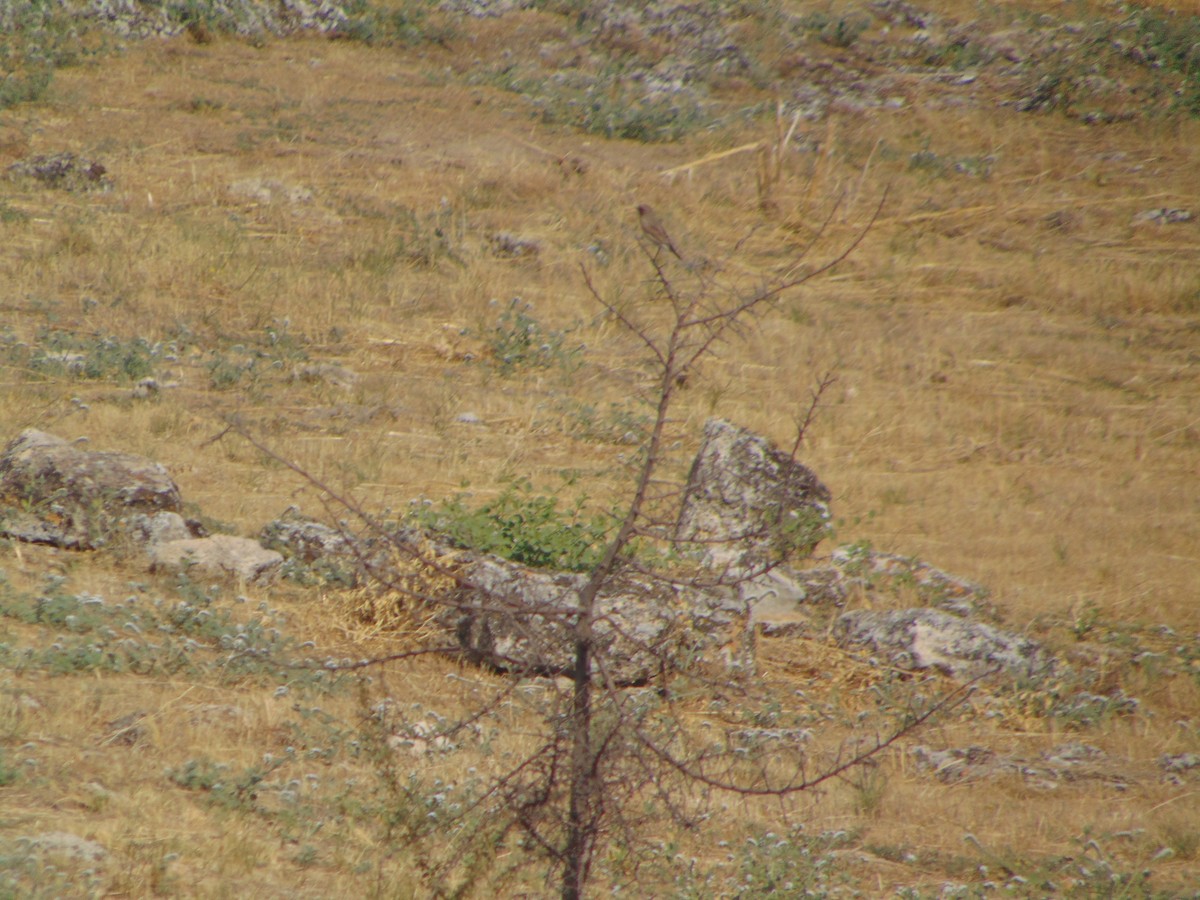 Eastern Black-eared Wheatear - ML641282508