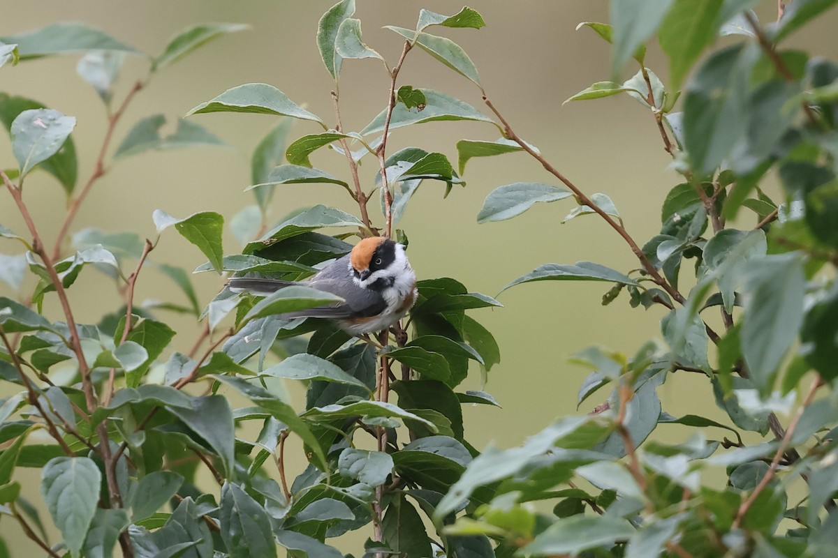 praktstjertmeis - ML641282509