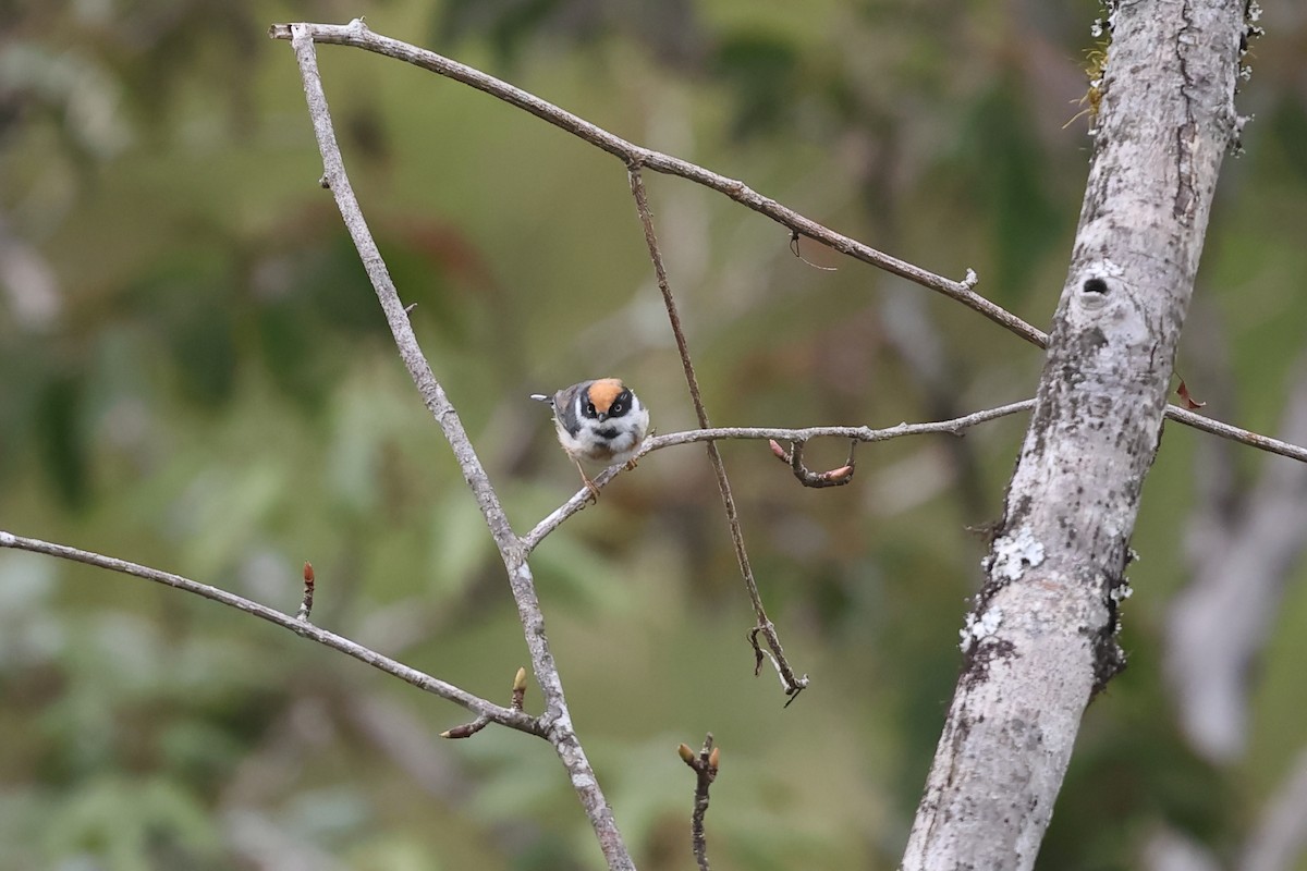 praktstjertmeis - ML641282510