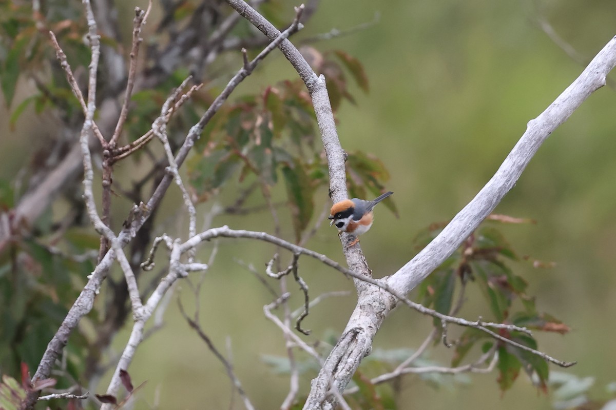 praktstjertmeis - ML641282511