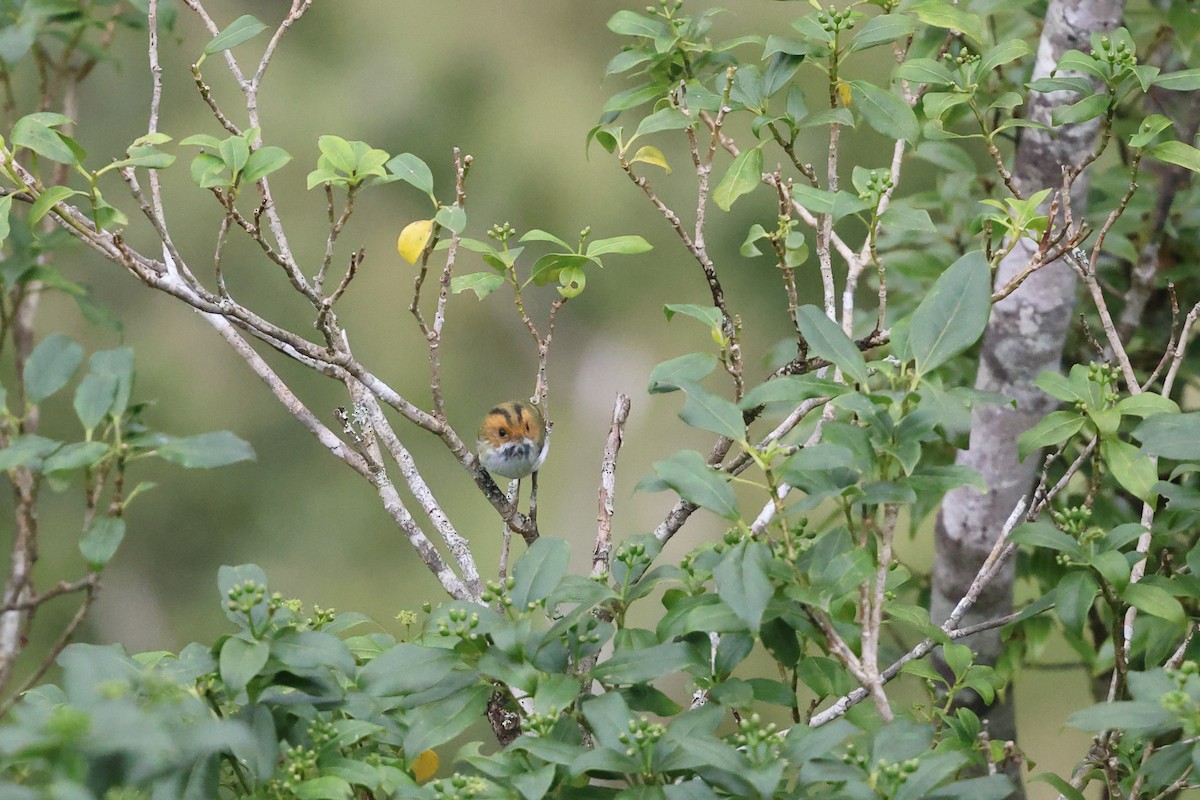 rustmaskesanger - ML641282522