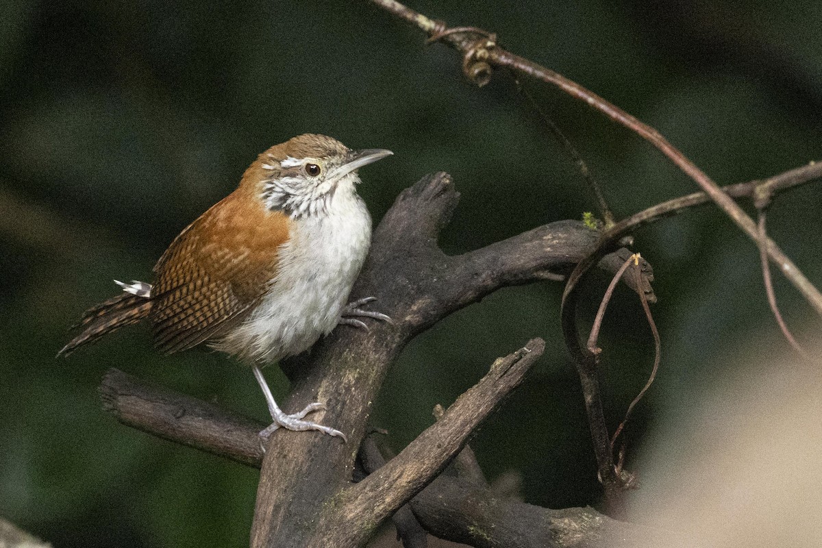 Rufous-and-white Wren - ML641282523