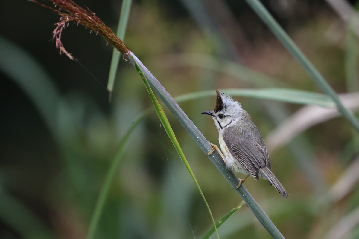 hvitkinnyuhina - ML641282525