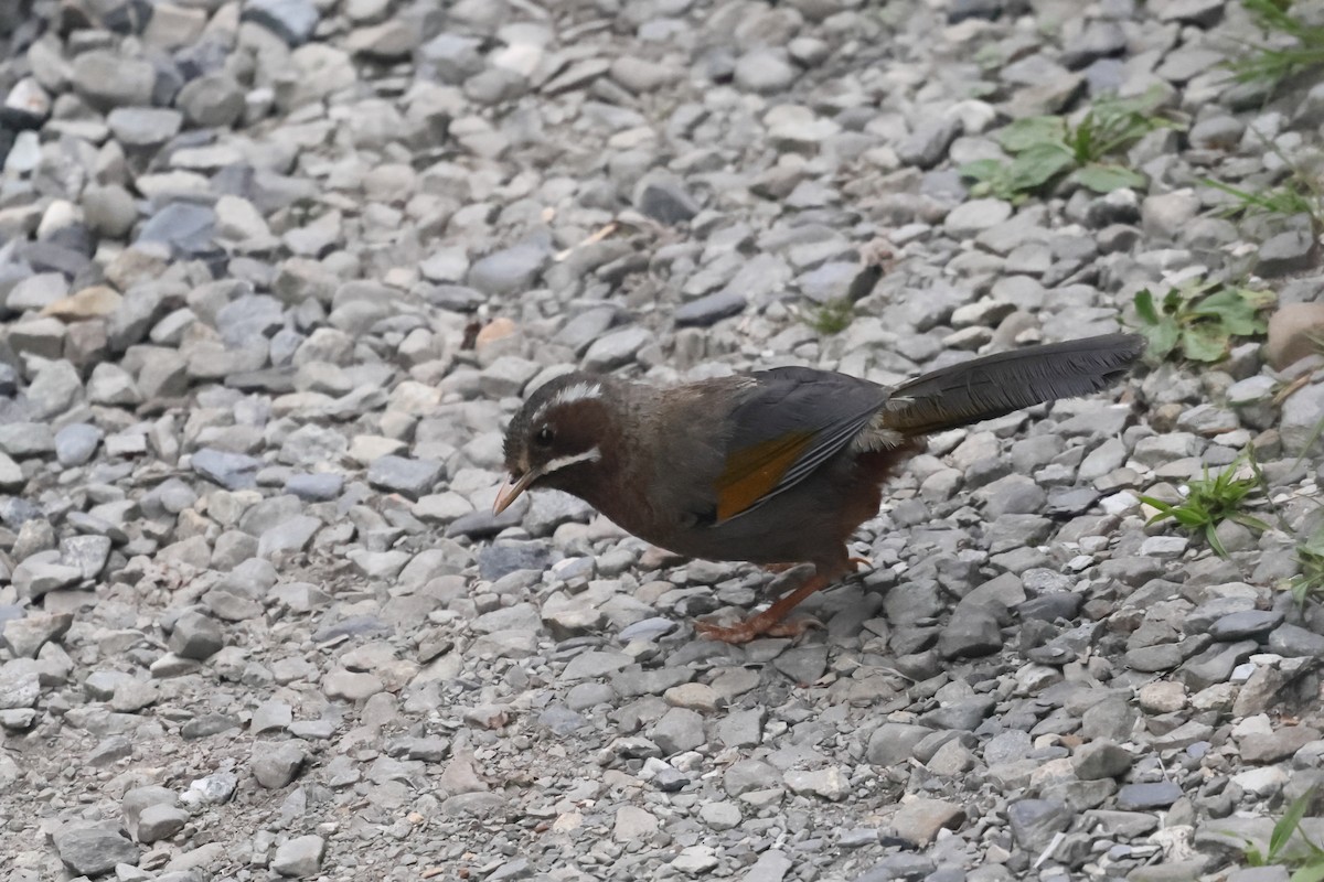 hvitskjegglattertrost - ML641282526