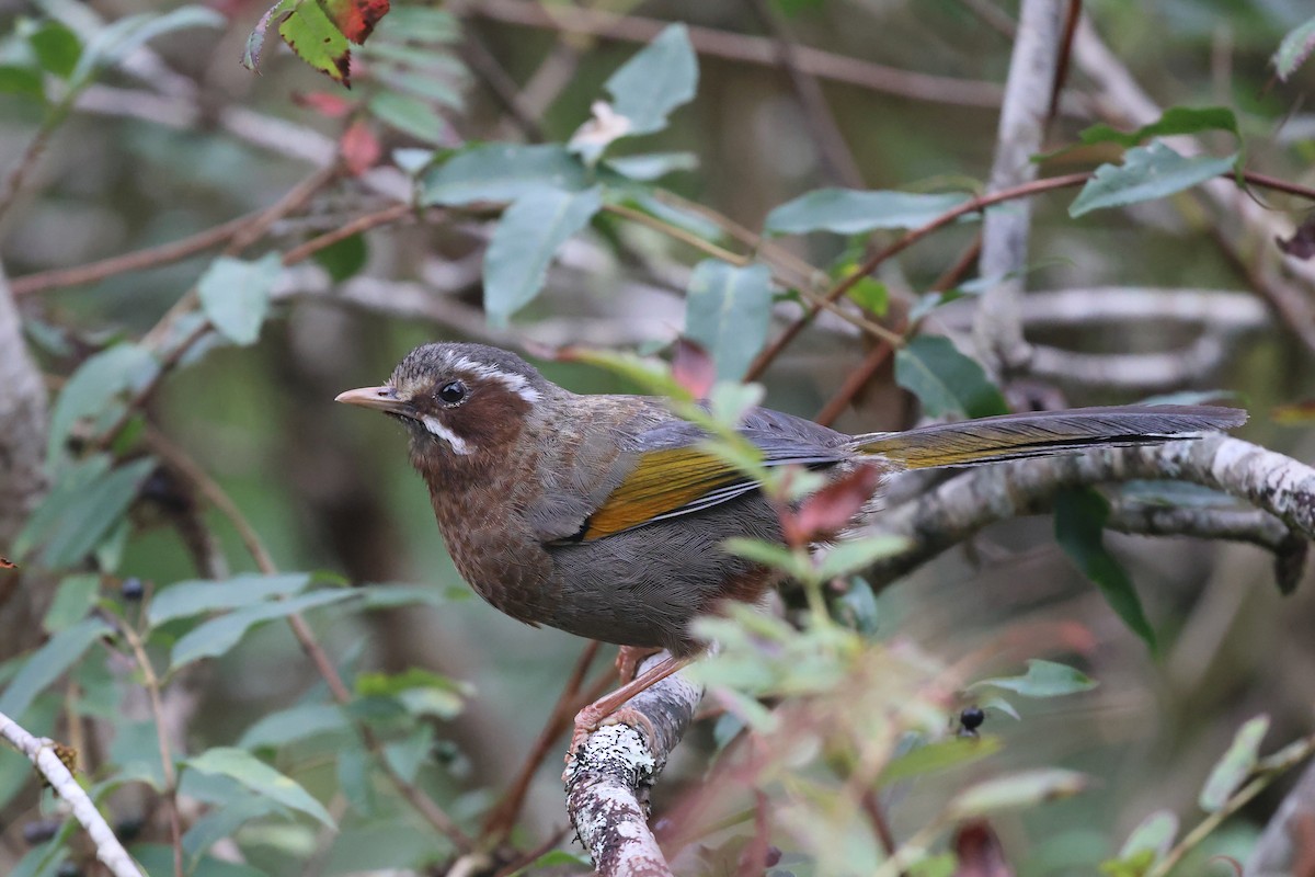 hvitskjegglattertrost - ML641282527