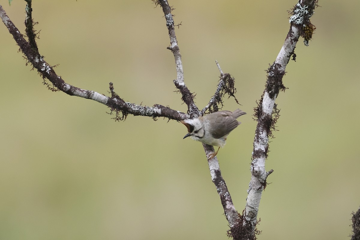 hvitkinnyuhina - ML641282534