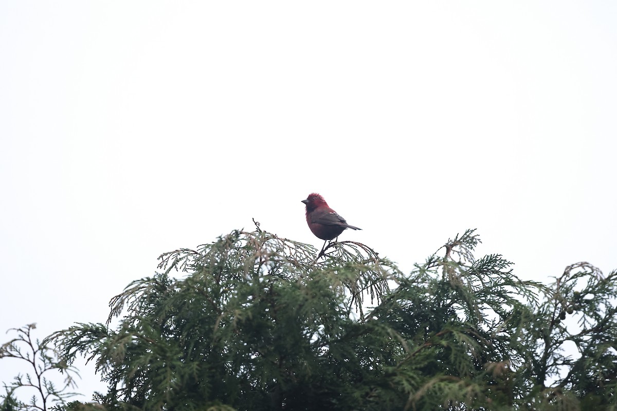 taiwanrosenfink - ML641282538