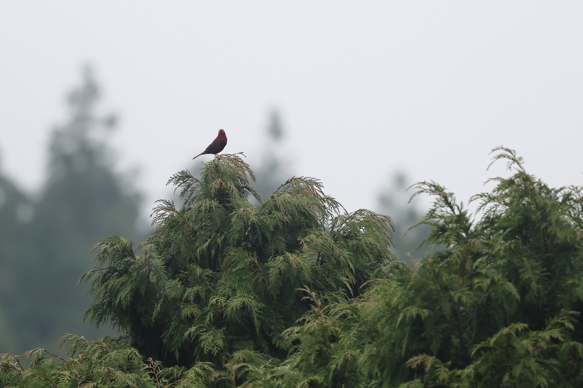 taiwanrosenfink - ML641282539