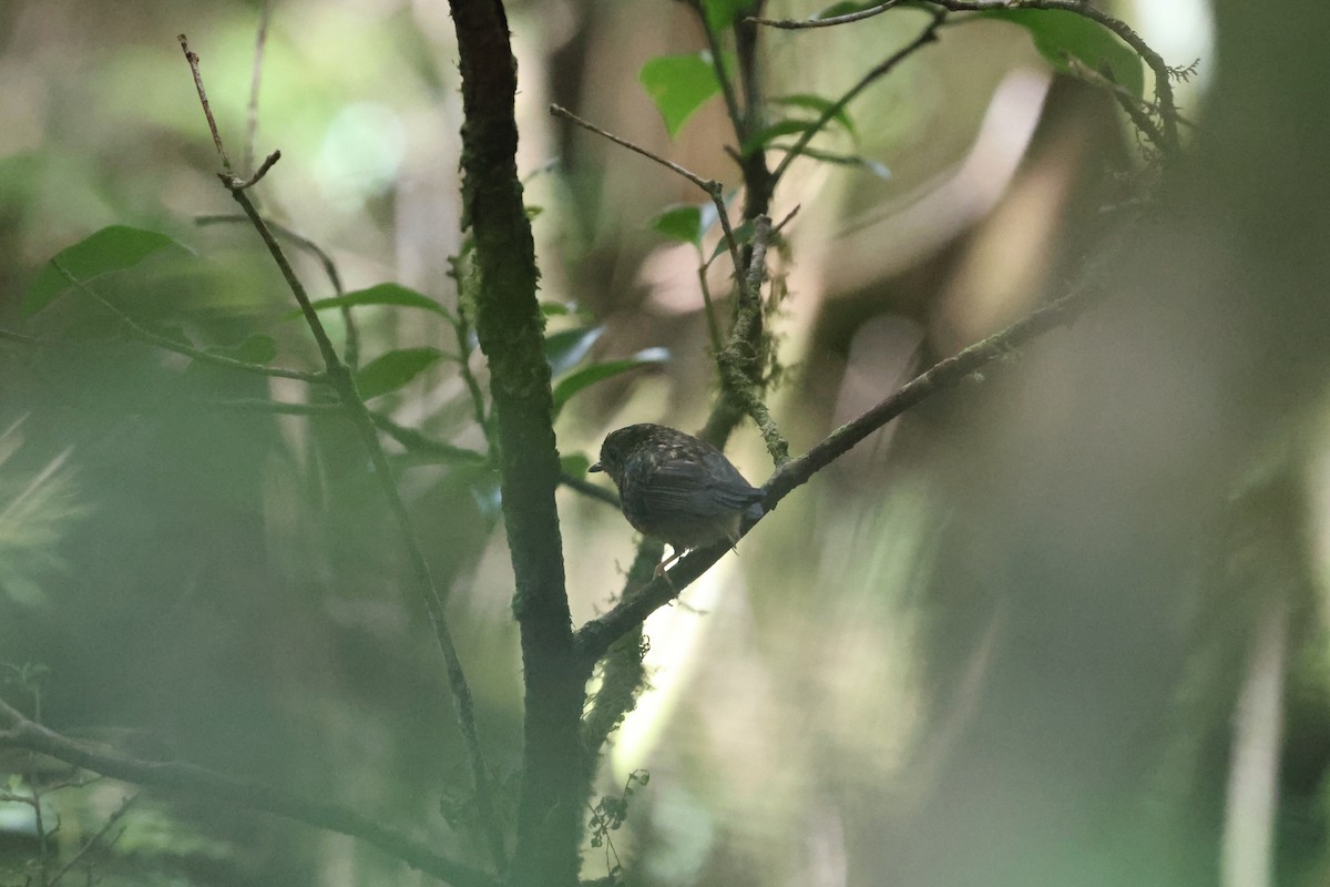 aurorafluesnapper - ML641282560