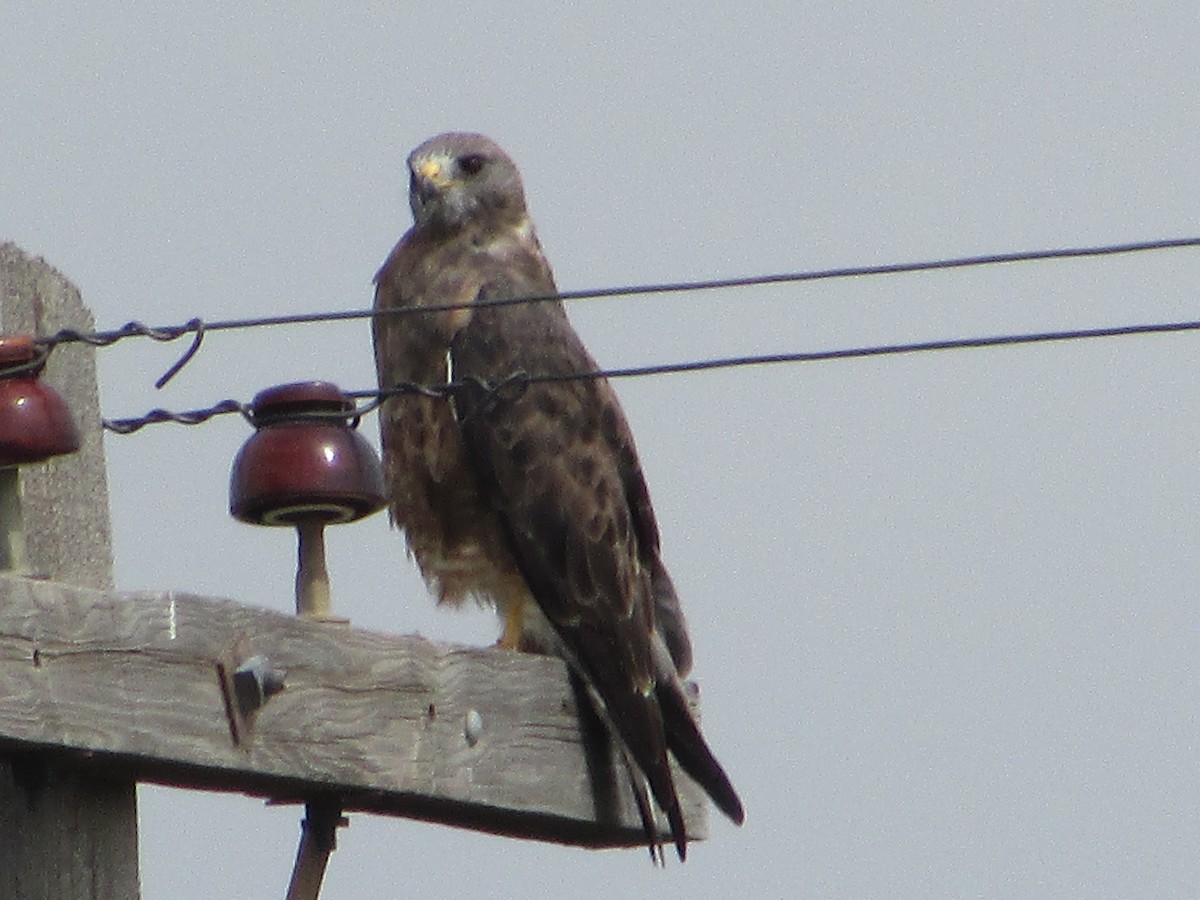 Swainson's Hawk - ML641282561