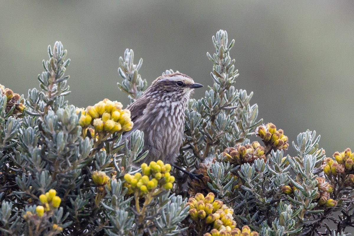 Andean Tit-Spinetail - ML641282619