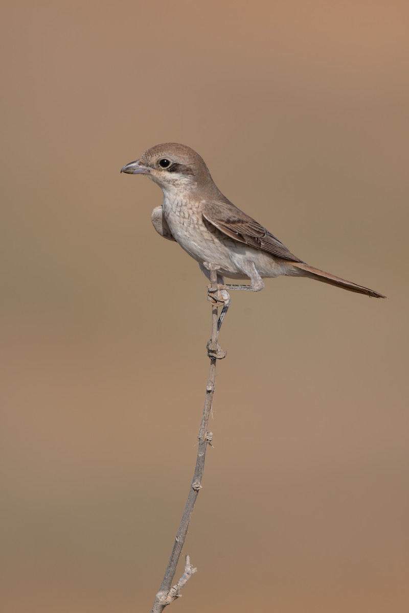 Red-tailed Shrike - ML641282632