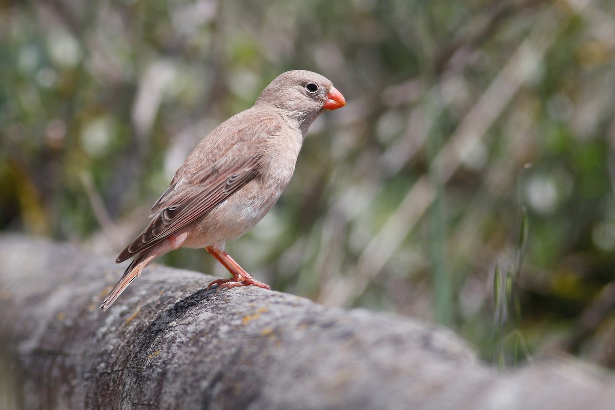 Trumpeter Finch - ML641282656