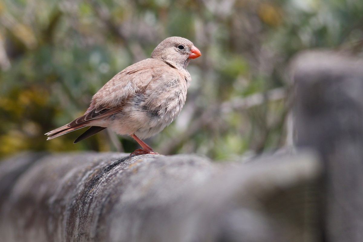Trumpeter Finch - ML641282657
