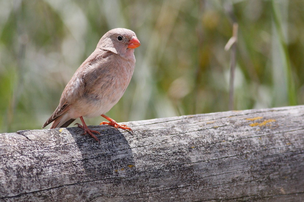 Trumpeter Finch - ML641282658