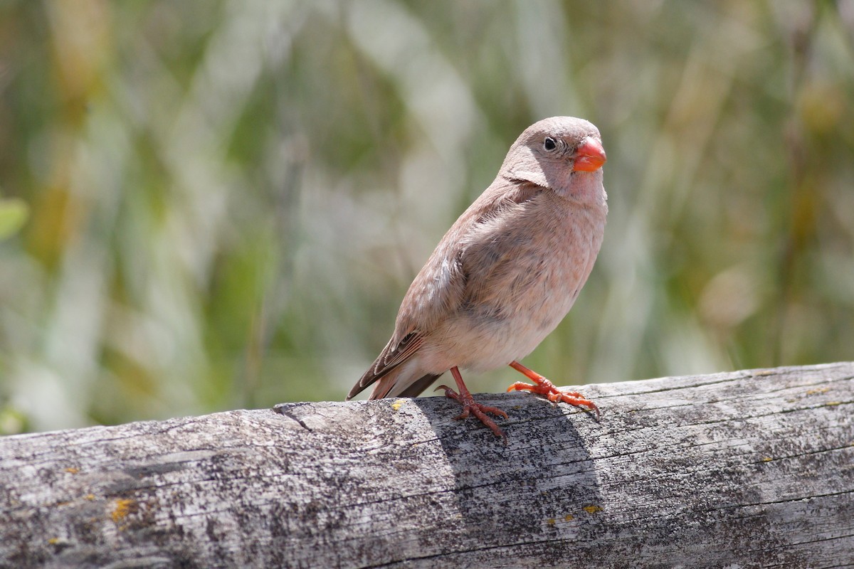 Trumpeter Finch - ML641282659