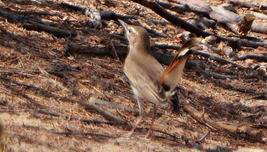 Rufous-tailed Scrub-Robin - ML641282670