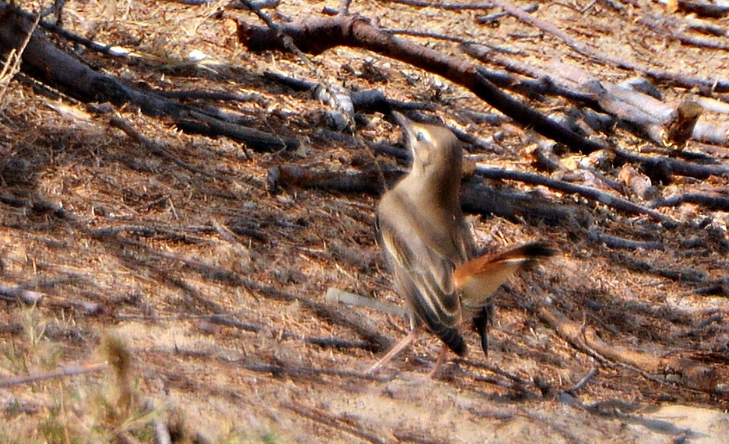 Rufous-tailed Scrub-Robin - ML641282671