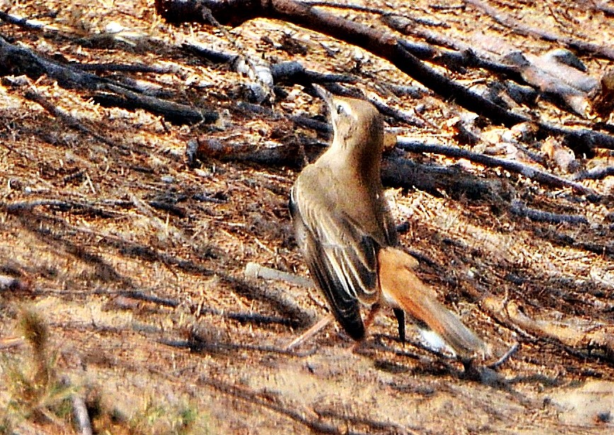 Rufous-tailed Scrub-Robin - ML641282672