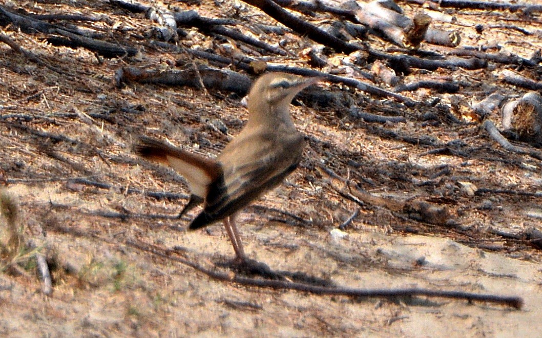 Rufous-tailed Scrub-Robin - ML641282673
