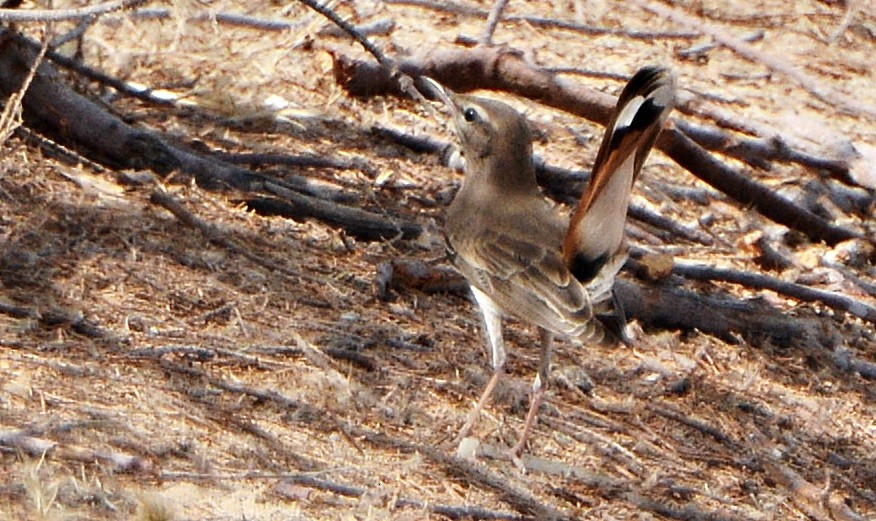 Rufous-tailed Scrub-Robin - ML641282674