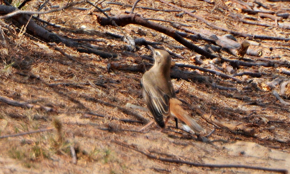 Rufous-tailed Scrub-Robin - ML641282675