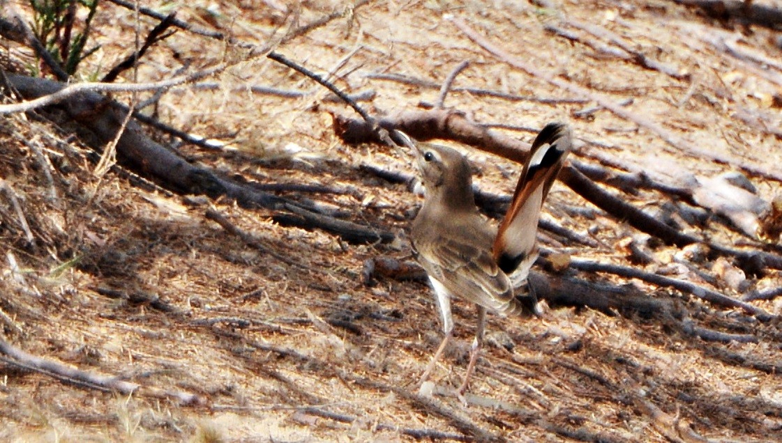 Rufous-tailed Scrub-Robin - ML641282676