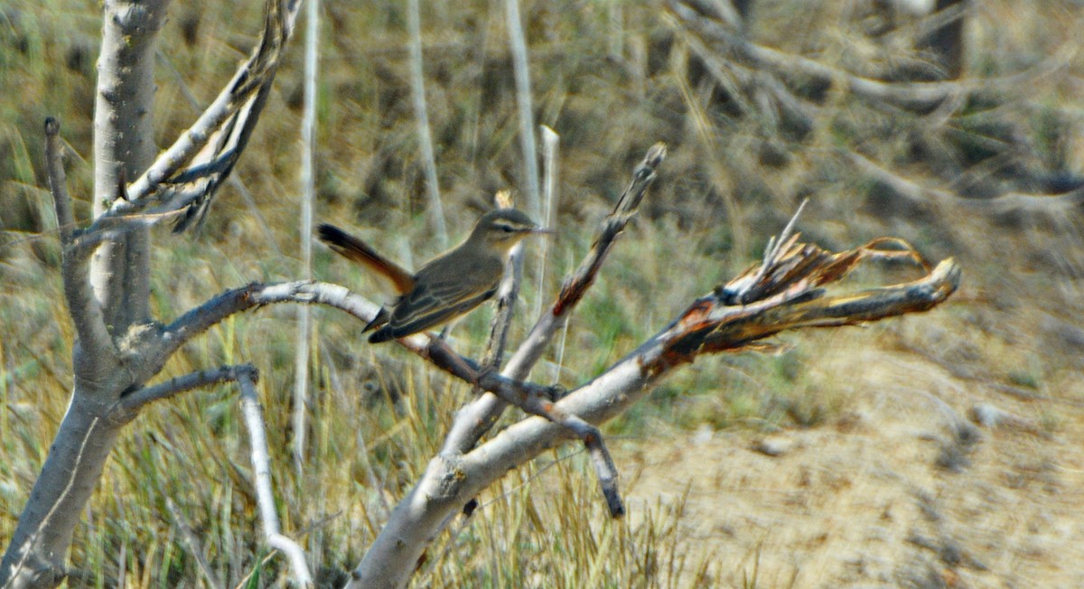 Rufous-tailed Scrub-Robin - ML641282677