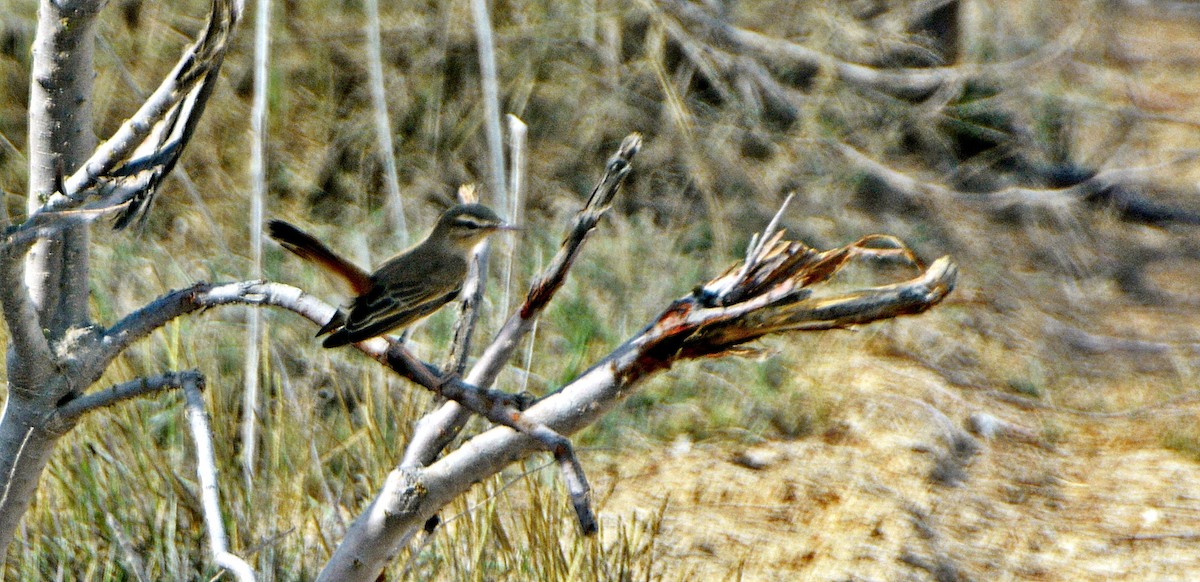 Rufous-tailed Scrub-Robin - ML641282678