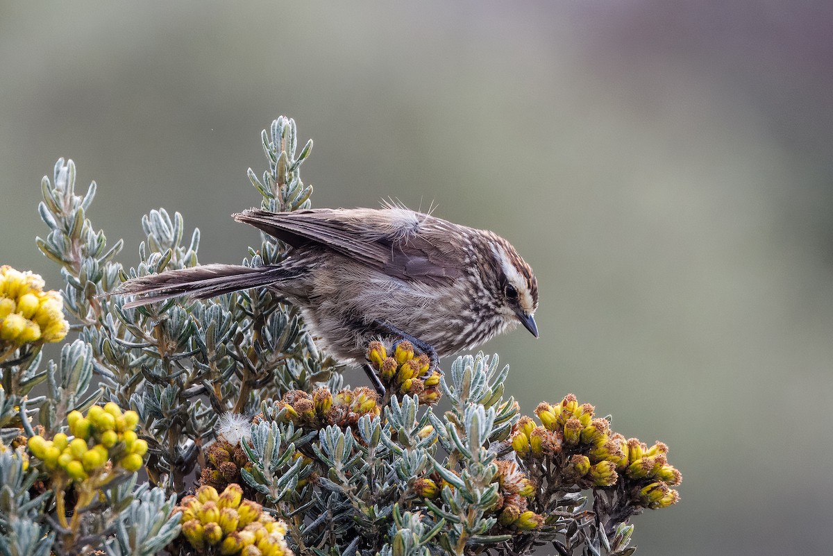 Andean Tit-Spinetail - ML641282706
