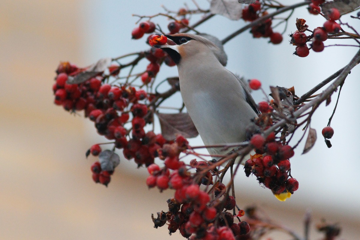 Bohemian Waxwing - ML641282738