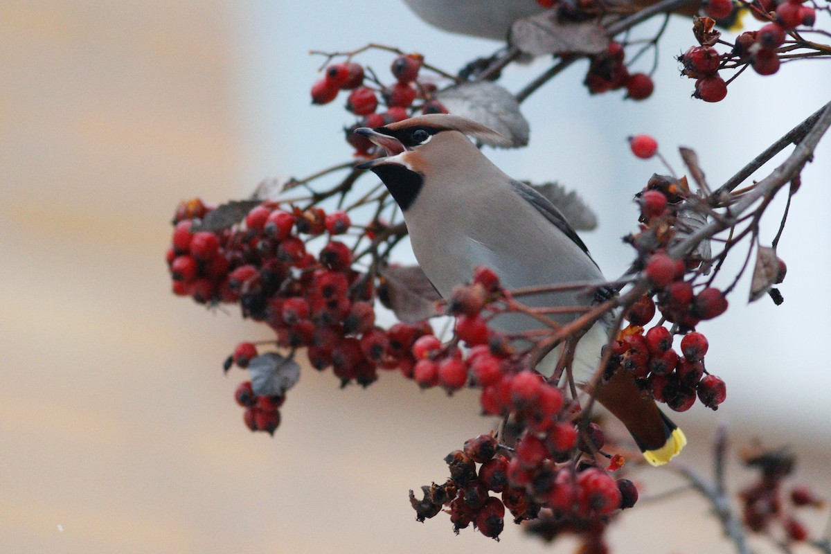 Bohemian Waxwing - ML641282739