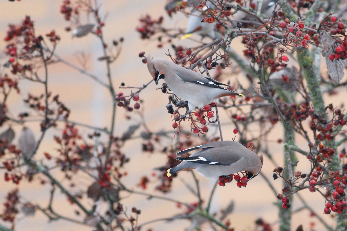 Bohemian Waxwing - ML641282740