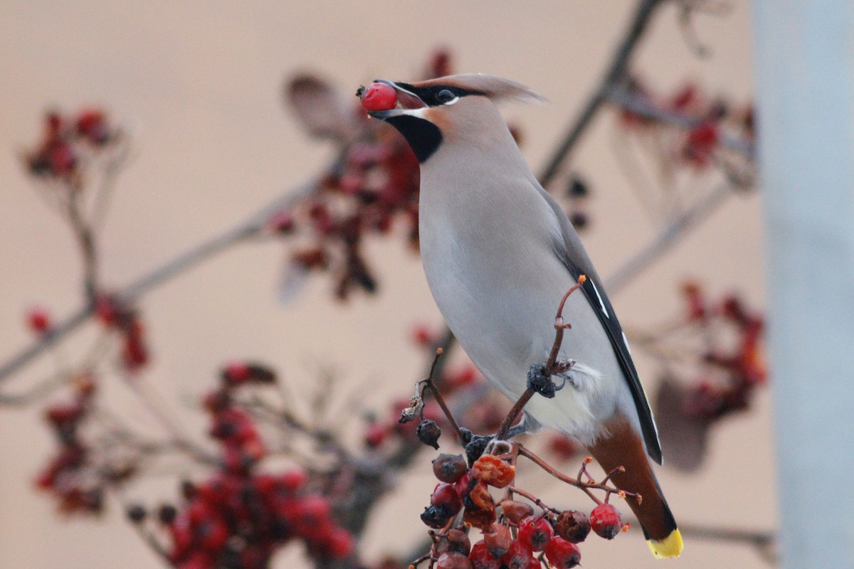 Bohemian Waxwing - ML641282742