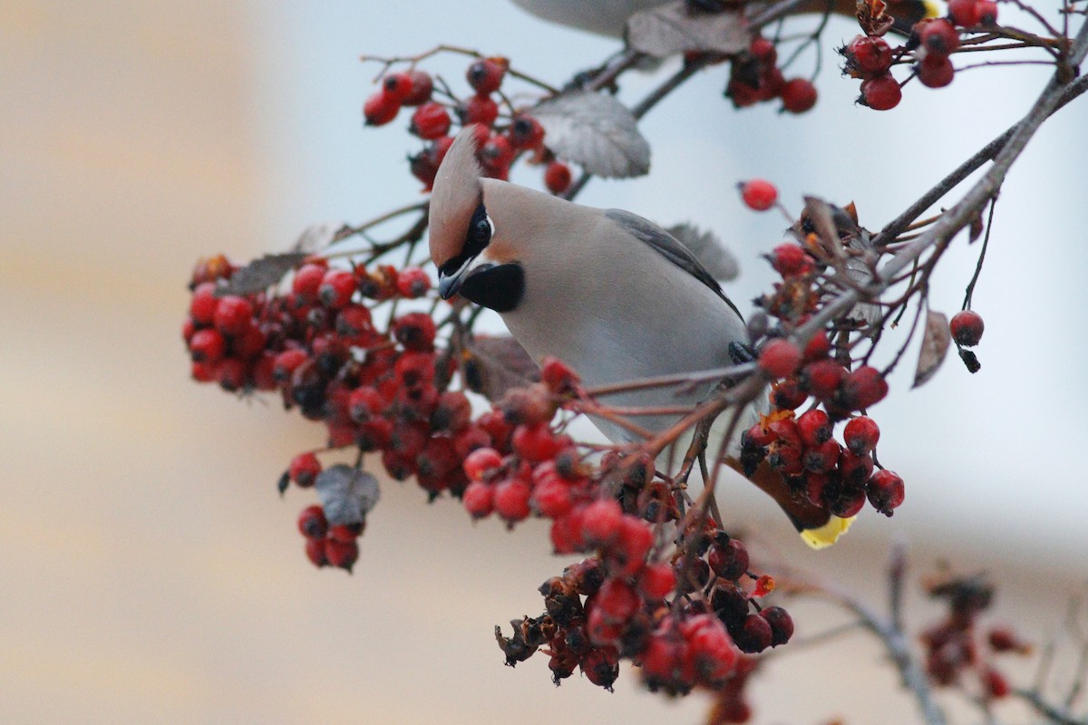 Bohemian Waxwing - ML641282743