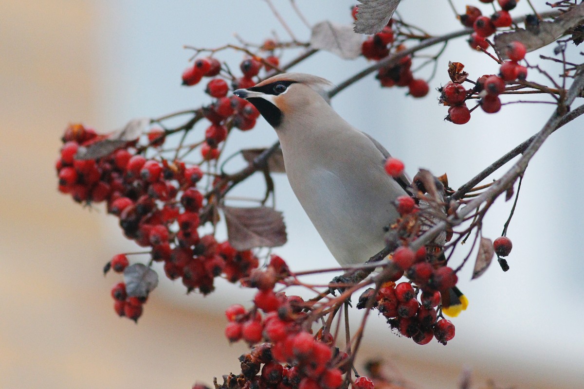 Bohemian Waxwing - ML641282744