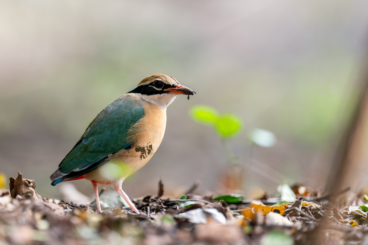 Indian Pitta - ML641282768