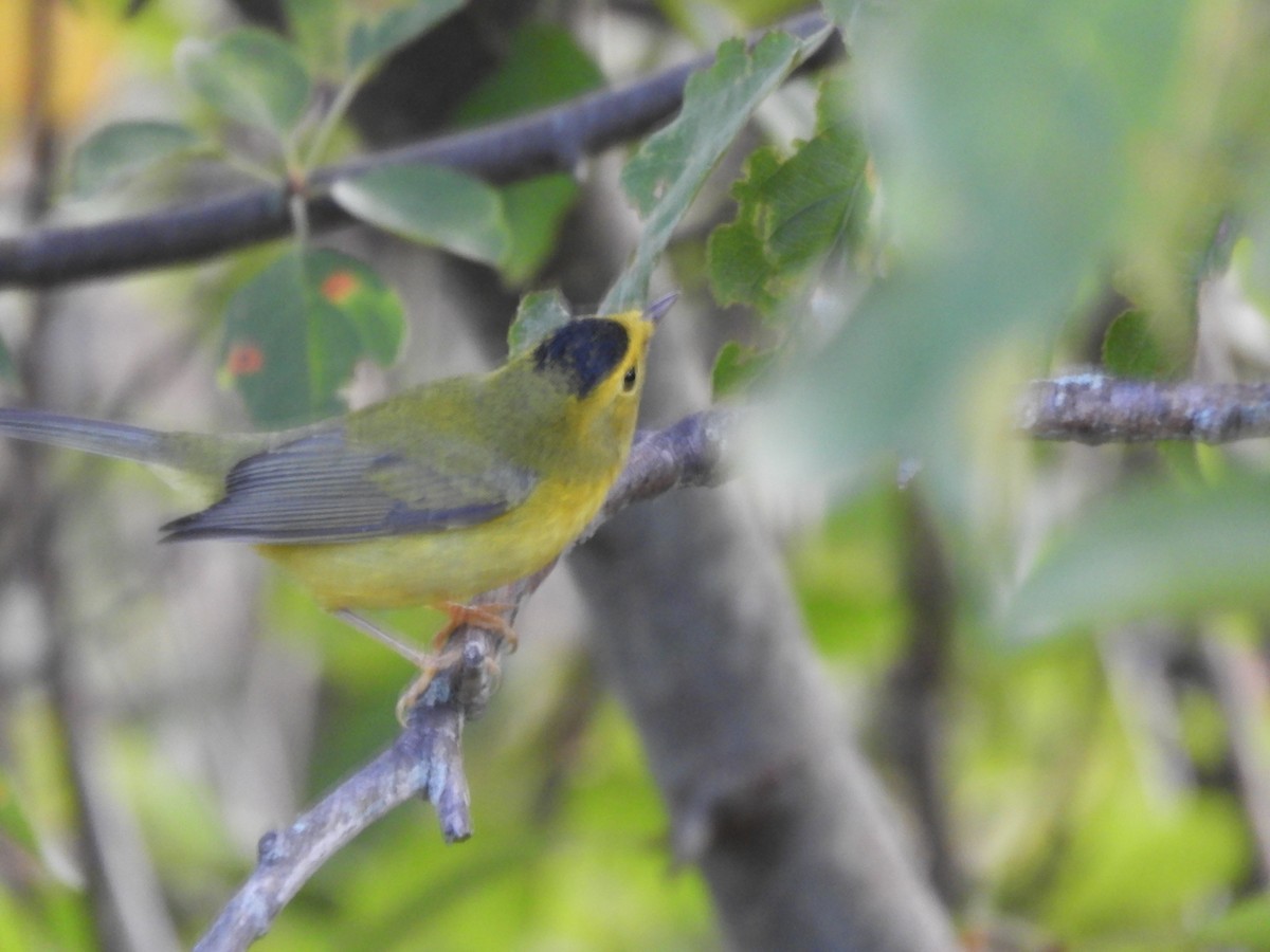 kalottparula - ML641282807