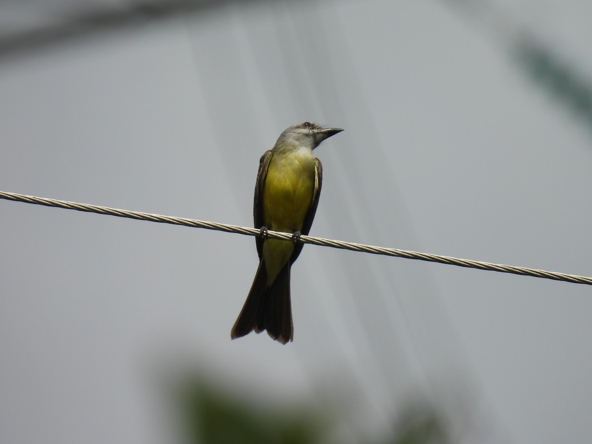 Tropical Kingbird - ML641282818