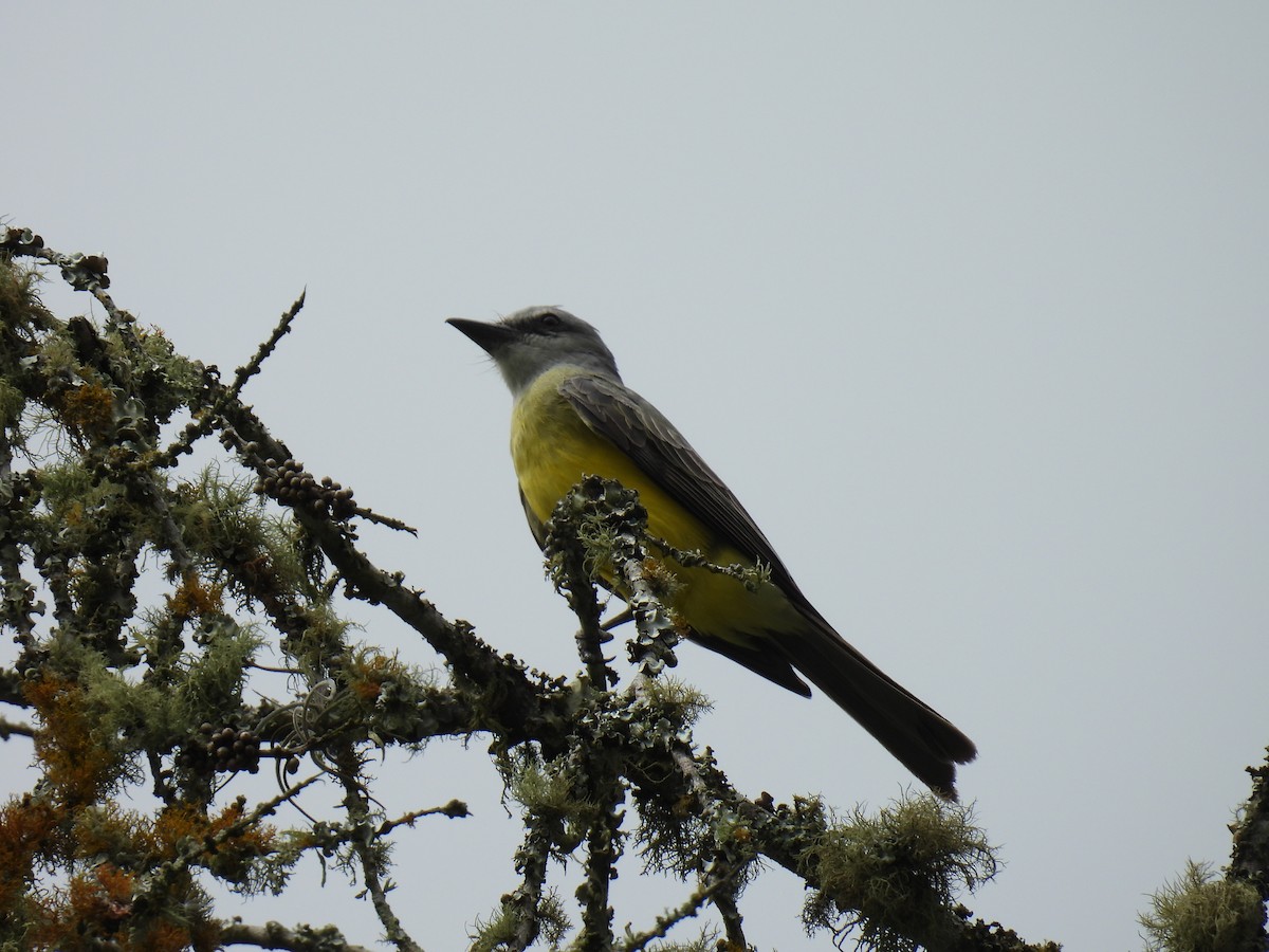 Tropical Kingbird - ML641282820