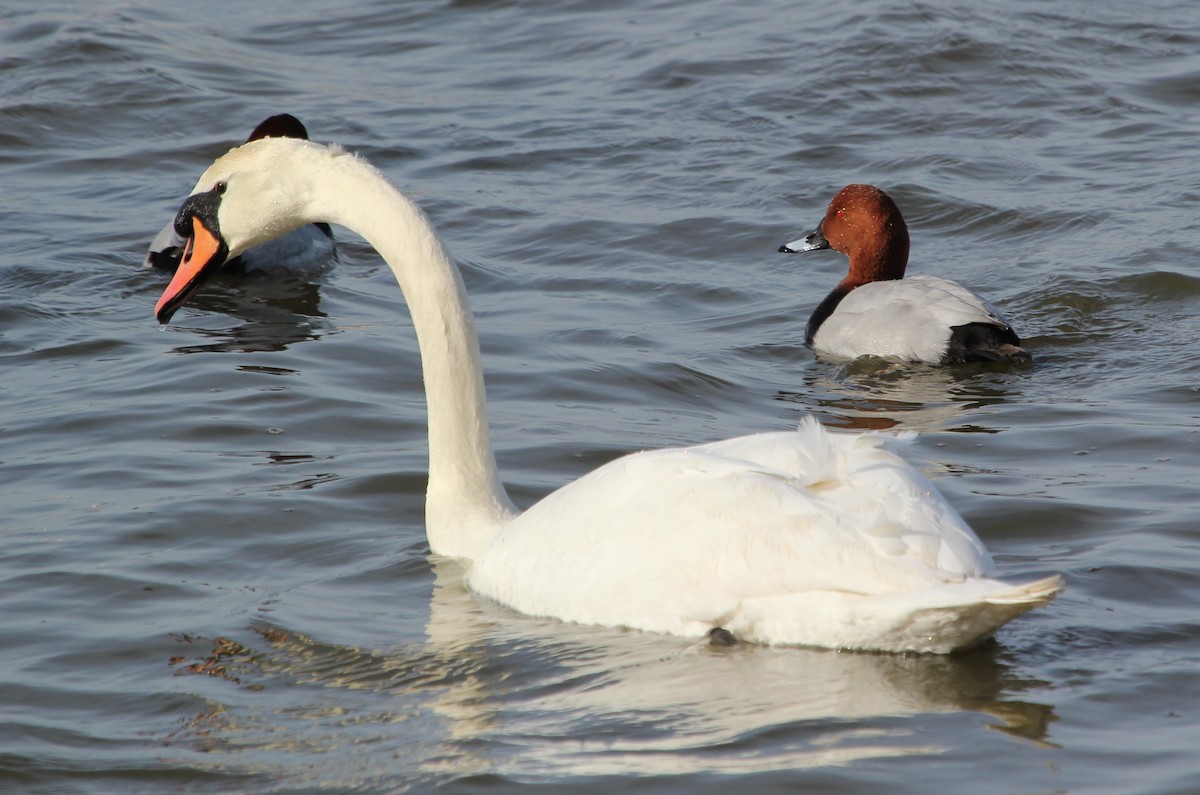 Mute Swan - ML641282824