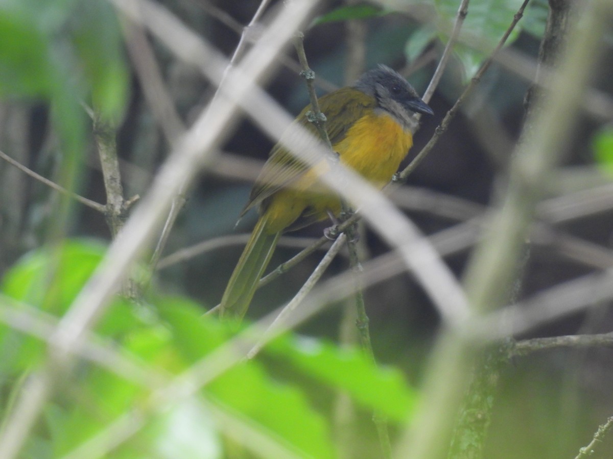 Gray-headed Tanager - ML641282856